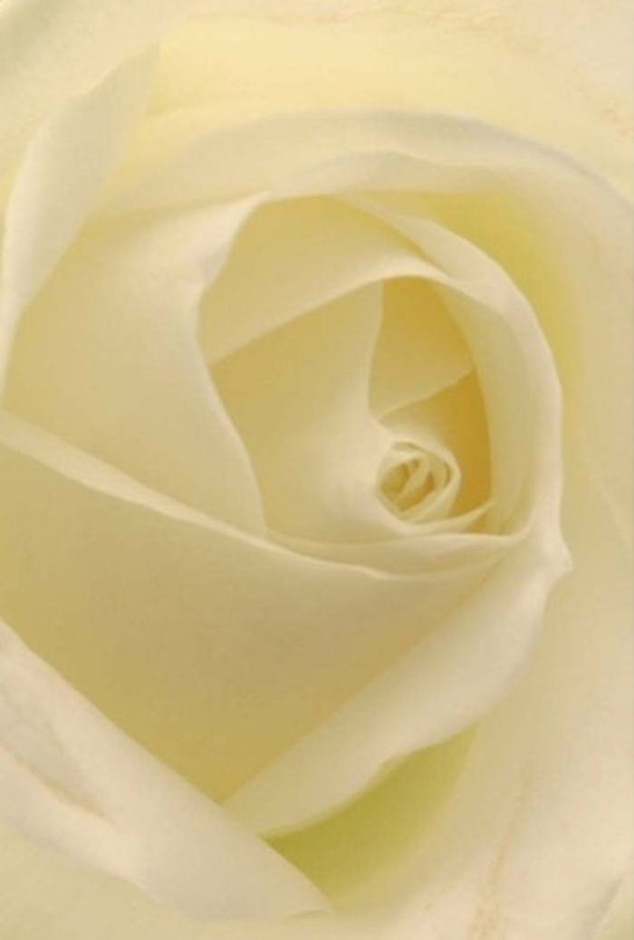 Gaze closely at this classic white rose, and feel the tranquil spirit of Sands End infused in every petal. Here, soft layers of pure white and gentle cream unfold with perfect symmetry, their surfaces a harmonious blend of matte and subtle sheen, as if catching the silvery riverside light. The composition is intentionally understated, radiating sophistication and a serene calm akin to an early stroll along the quiet banks near Sands End Park. Each petal seems illuminated from within, the light pooling and flowing through its delicate curves, adding depth and a near-spiritual glow to the bloom. The spiral at the rose's core suggests resilience and enduring hope, making this an ideal bouquet for deeply felt occasions-a wedding set near the Thames, a heartfelt apology, or an act of remembrance. The understated fragrance carries a hint of new beginnings, clean and pure, honest as the local Sands End community itself. Every nuance-from the seamless blend of whites to the tender arrangement, with outer petals just grazing translucency-reflects the florist's mastery. This composition, available for same-day delivery across Sands End, stands as a refined offering for moments both joyful and solemn, harmonising the artistry of local floristry with the quiet dignity of the rose itself.